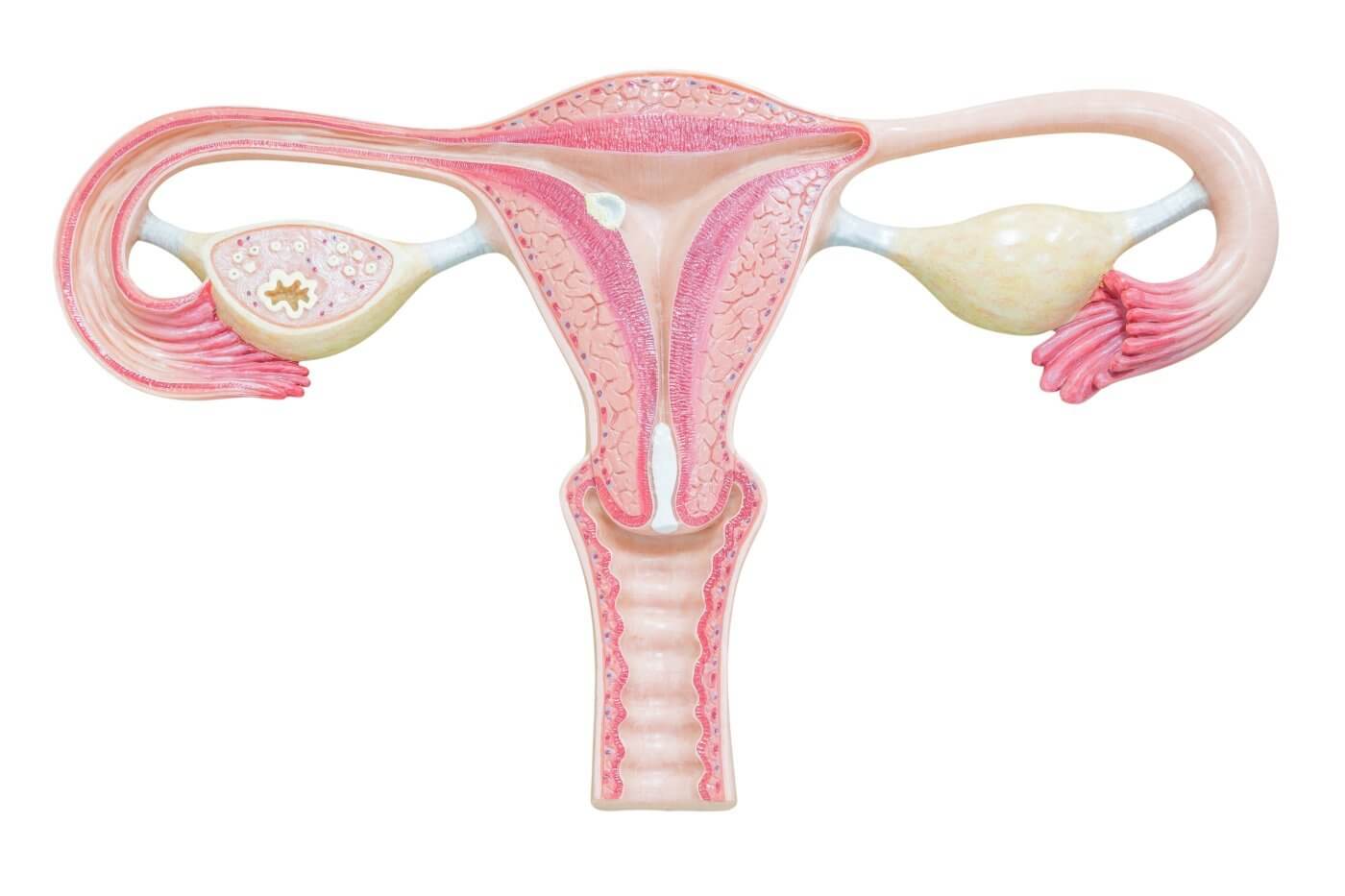 uterus and ovaries indicating need for natural medicine for pcos